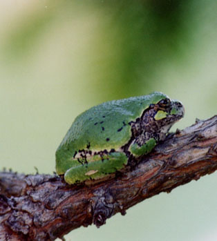 tree frog