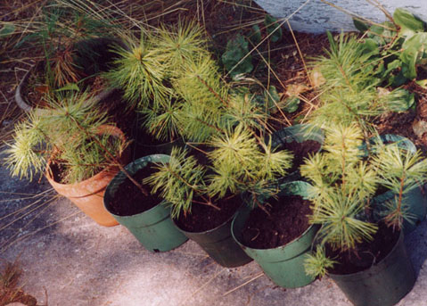 trees 4 transplant