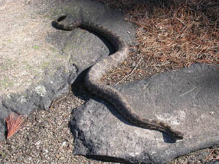 rattlesnake