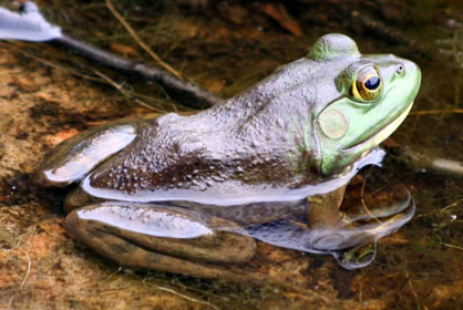 frog